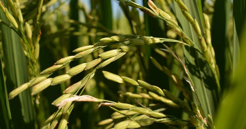 Comment cuire le riz japonais sans rice cooker (et sans le transformer en colle)